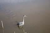 Grey Heron Bosque del Apache Dec 2018